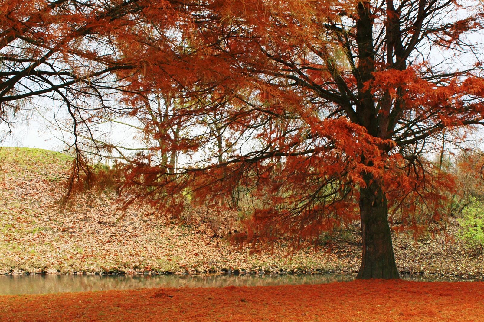 Canon EOS 1200D (EOS Rebel T5 / EOS Kiss X70 / EOS Hi) sample photo. Tree, autumn, red photography