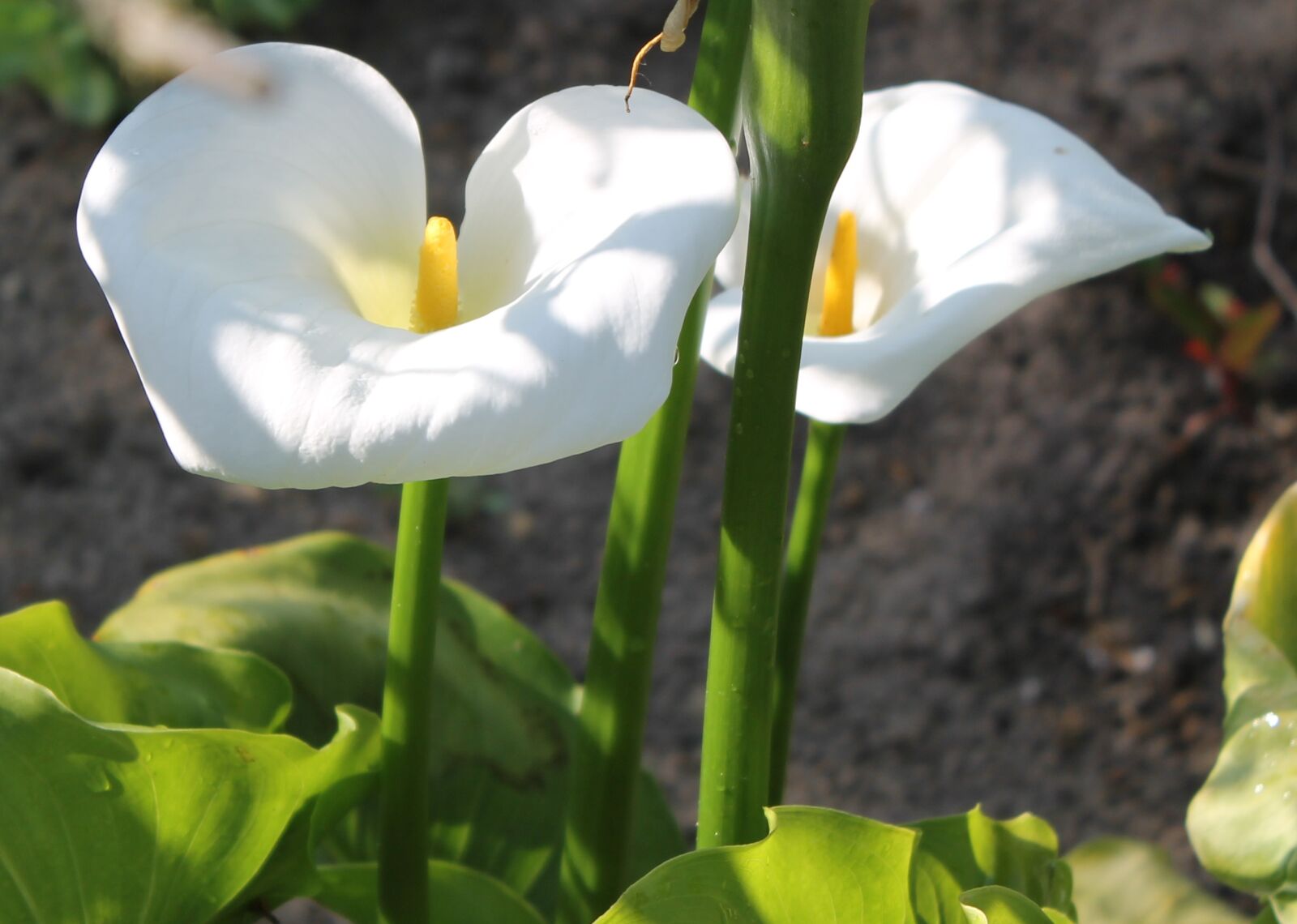 Canon EOS 1100D (EOS Rebel T3 / EOS Kiss X50) sample photo. Flowers, aroma, nature photography