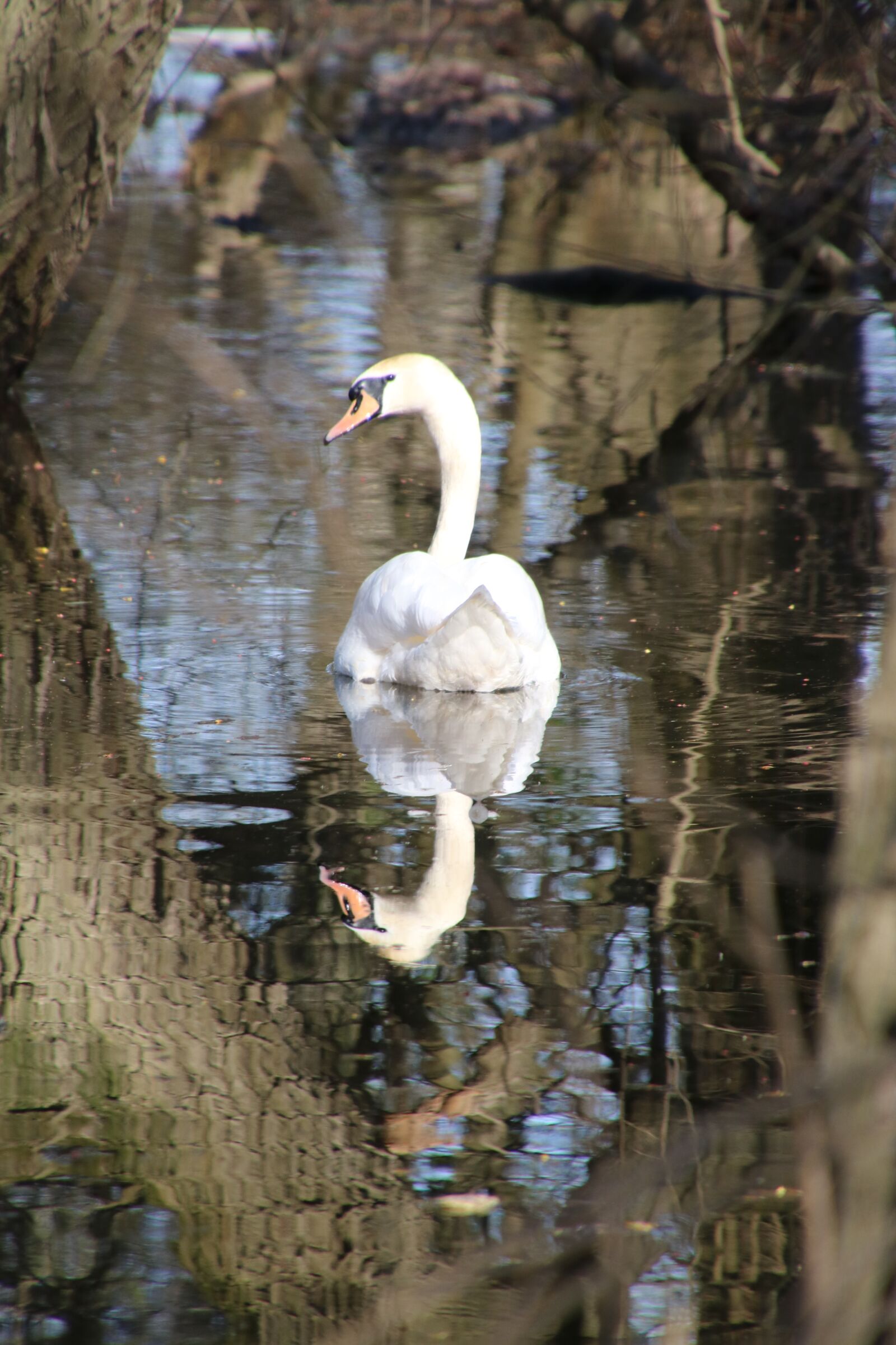 Canon EOS 760D (EOS Rebel T6s / EOS 8000D) sample photo. Swan, bird, waterfowl photography