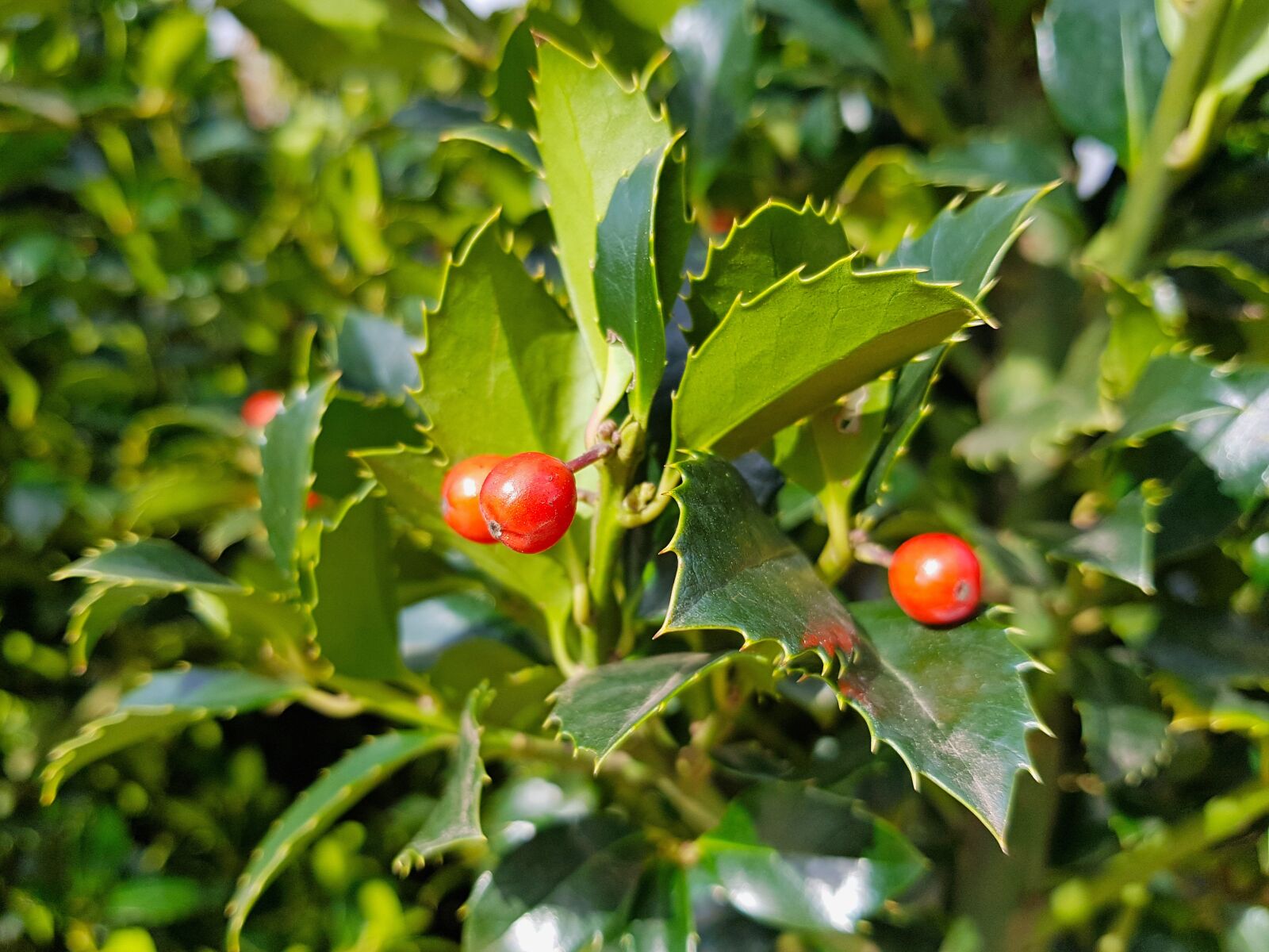 Samsung Galaxy S7 Edge sample photo. Holly, fruit, leaf photography
