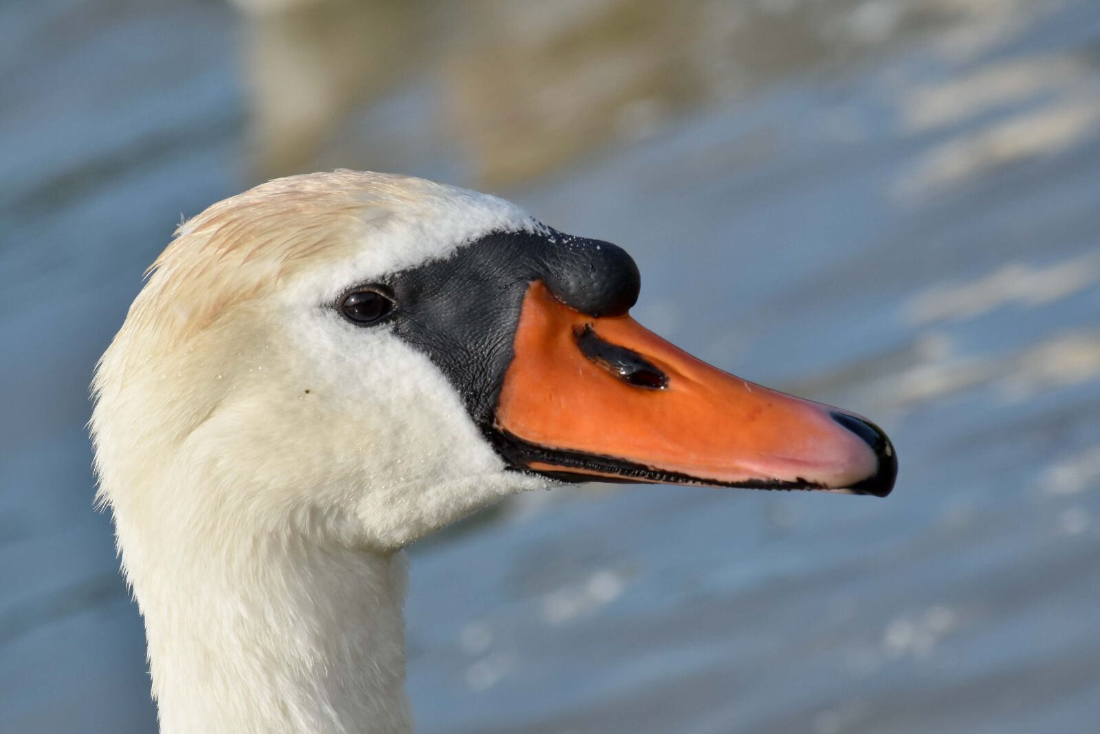 Nikon D5500 sample photo. Detail, head, swan, wildlife photography