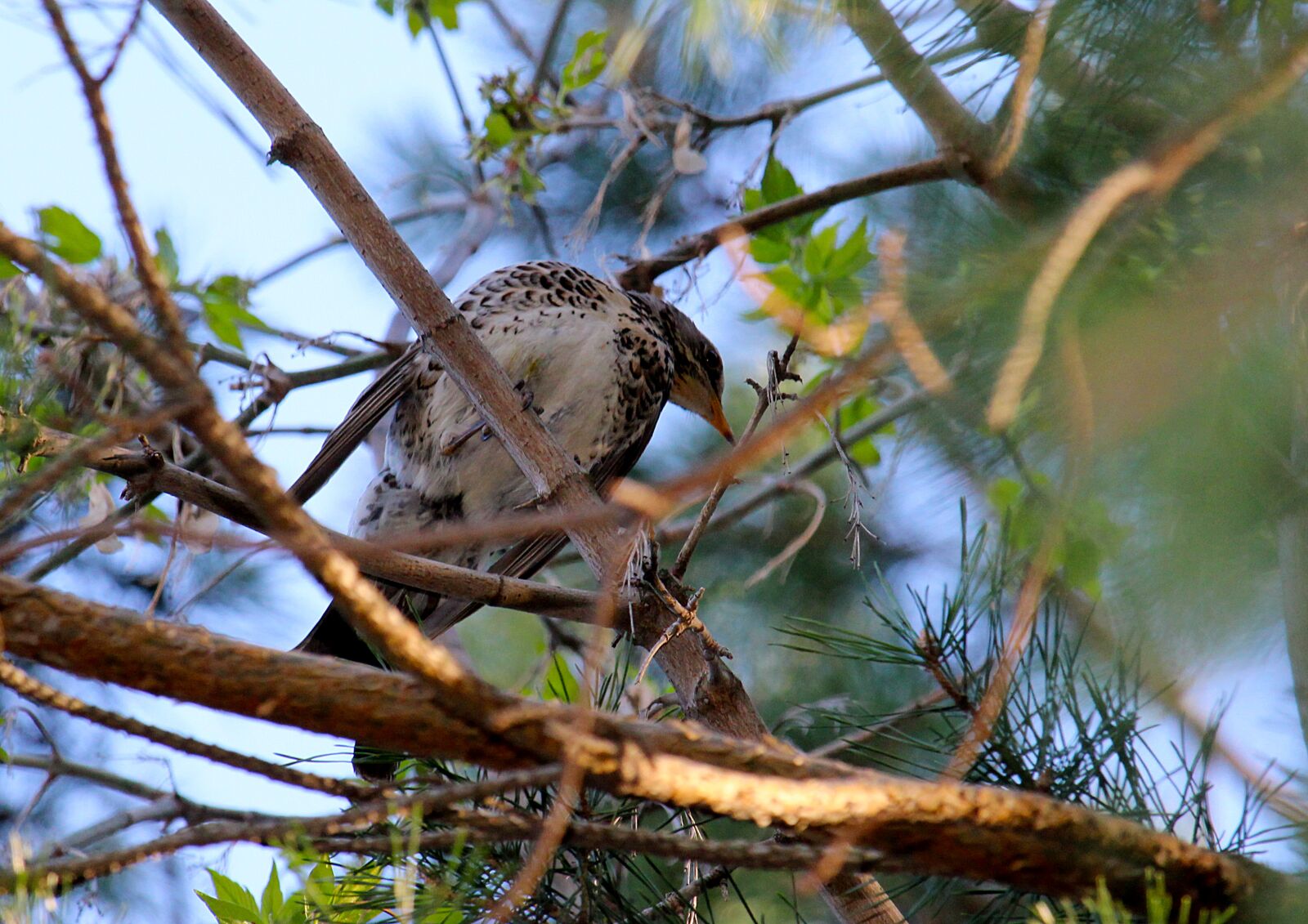 Canon EOS 1200D (EOS Rebel T5 / EOS Kiss X70 / EOS Hi) sample photo. Birdie, spring, bird photography