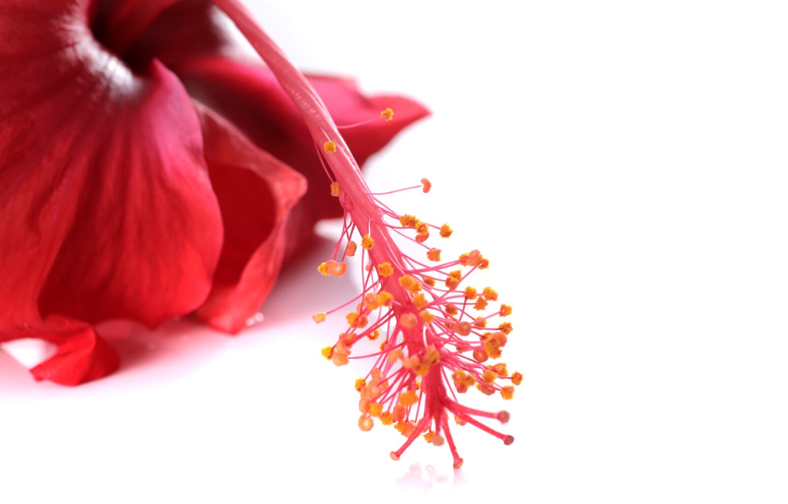 Canon EOS 6D sample photo. Hibiscus, flower, red photography