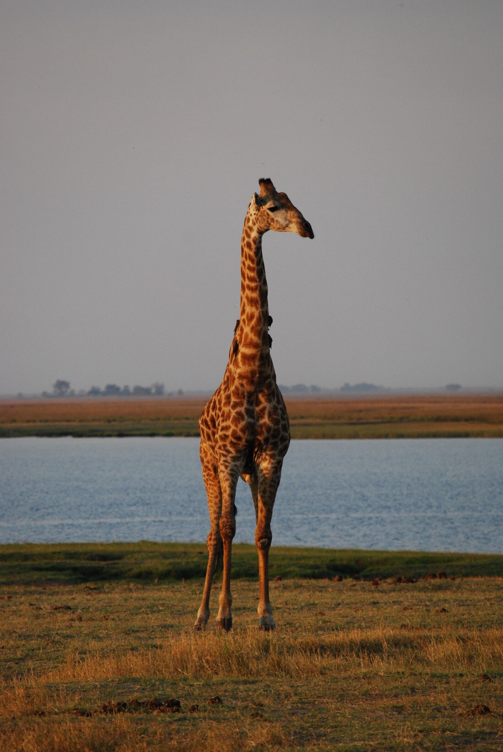 Nikon D40X sample photo. Giraffe, africa, botswana photography