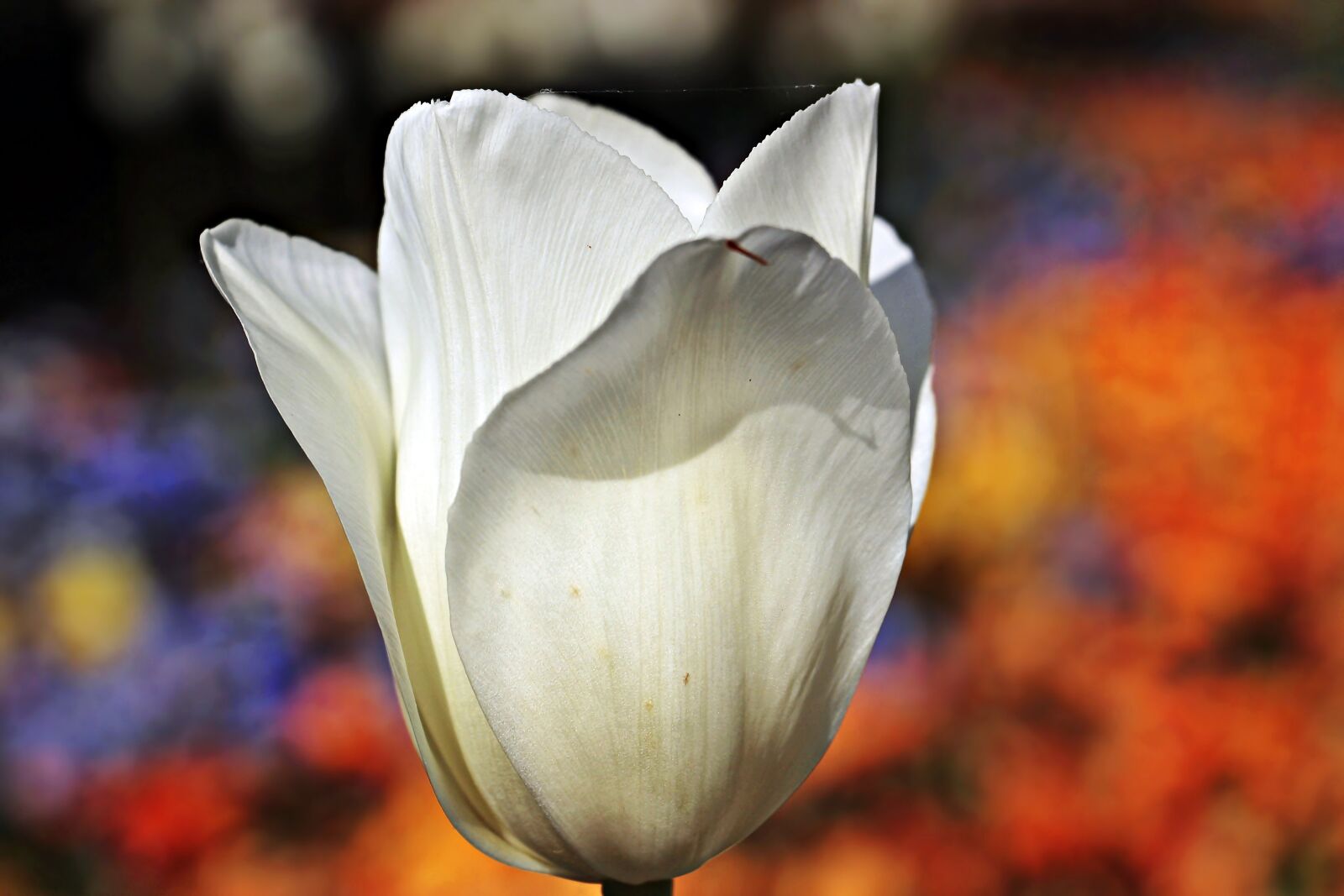 Canon EOS 100D (EOS Rebel SL1 / EOS Kiss X7) sample photo. Tulip, flower, blossom photography