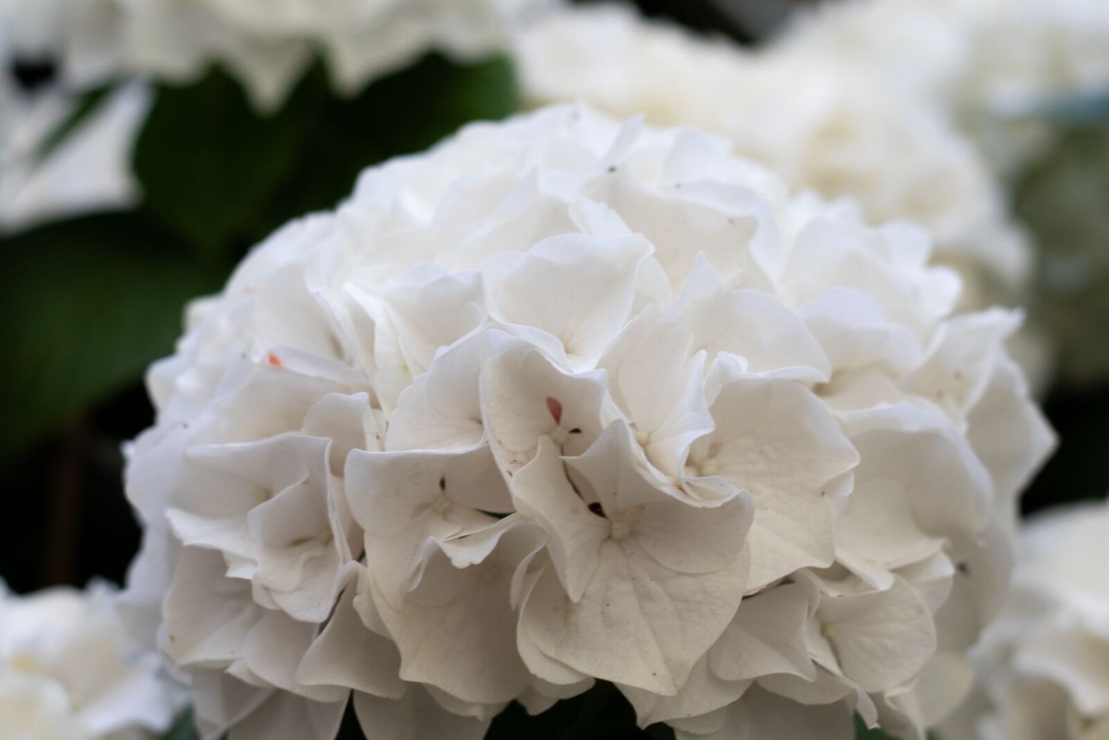 Canon EOS 7D Mark II + Canon EF 50mm F1.8 STM sample photo. Hydrangea, white, sierheester photography