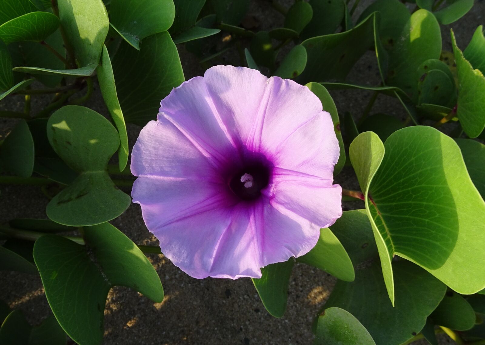 Sony Cyber-shot DSC-HX90V sample photo. Flower, railroad vine, goat's photography
