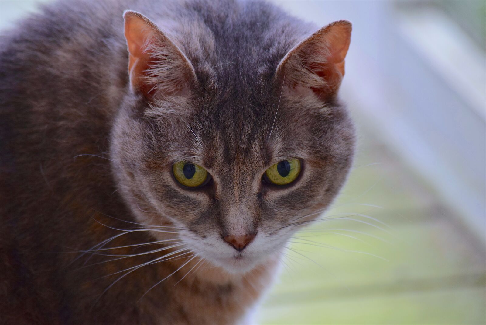 Nikon D3300 sample photo. Cat, portrait, face photography