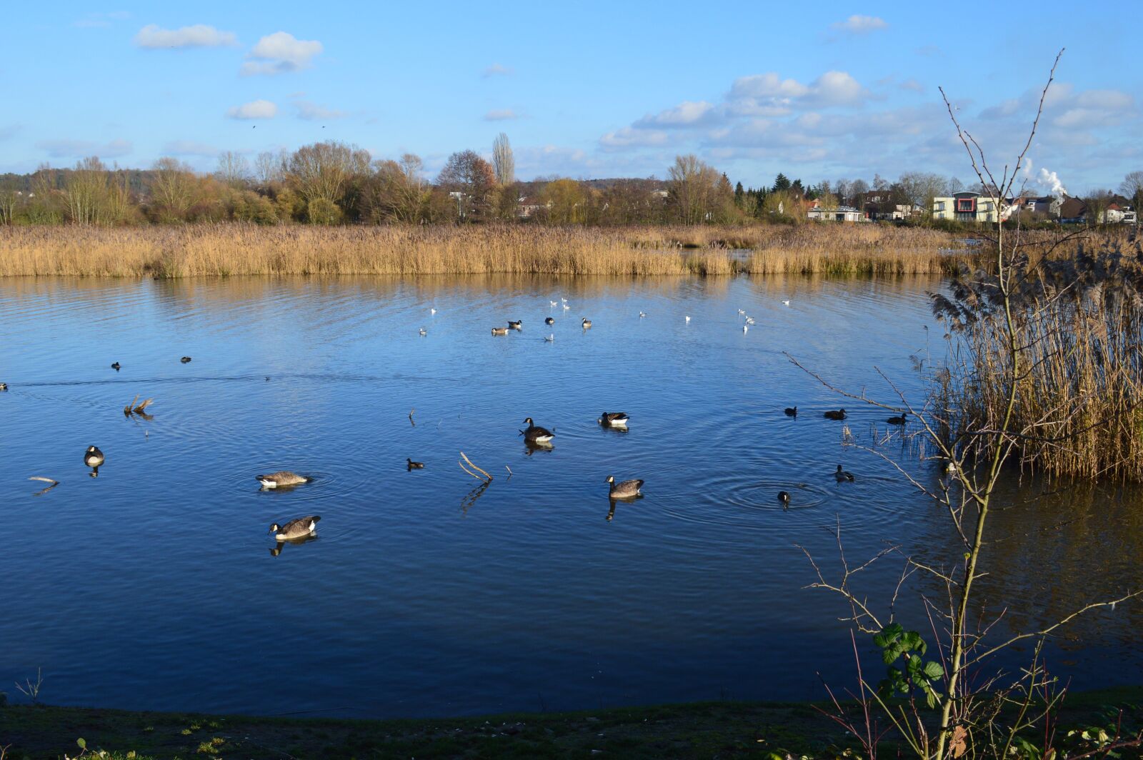 Nikon D3200 sample photo. Landscape, lake ducks, water photography