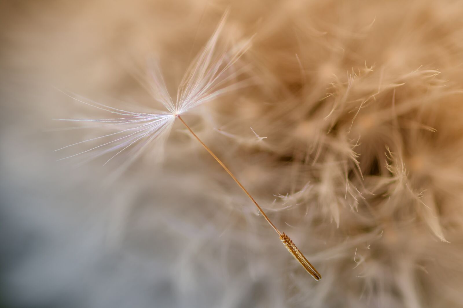 Canon EOS 80D sample photo. Dandelion, seeds, slightly photography