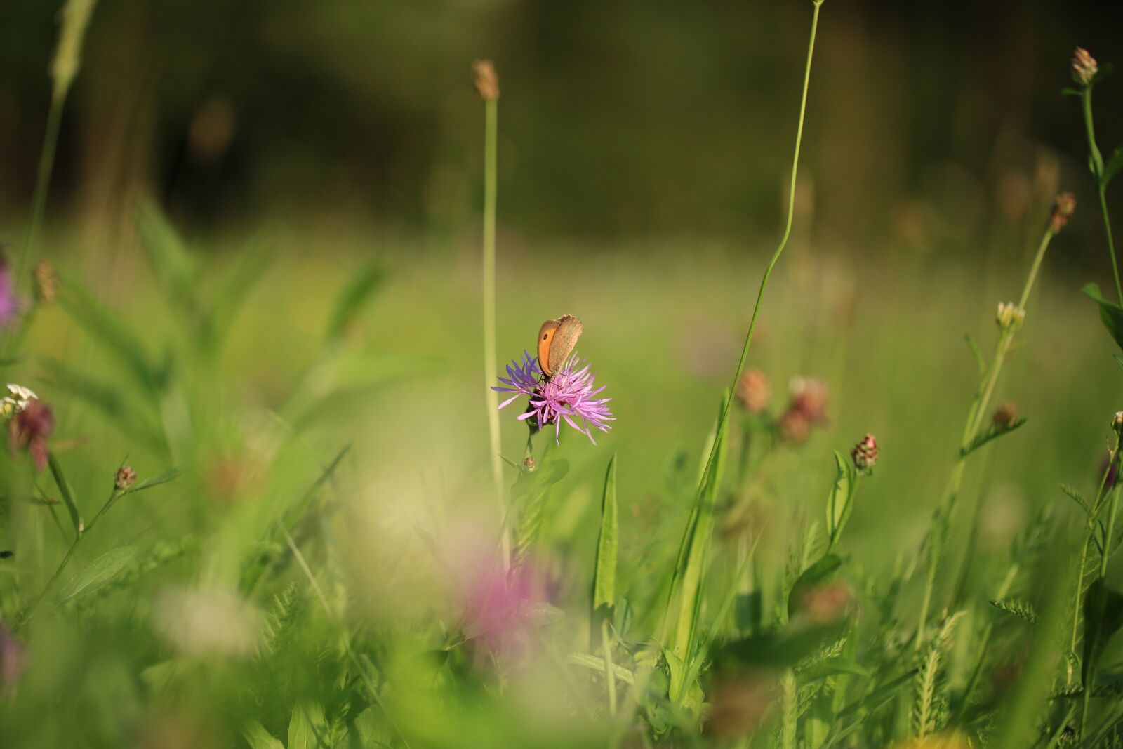 Canon EF 100mm F2.8L Macro IS USM sample photo. Butterfly, plant, meadow photography