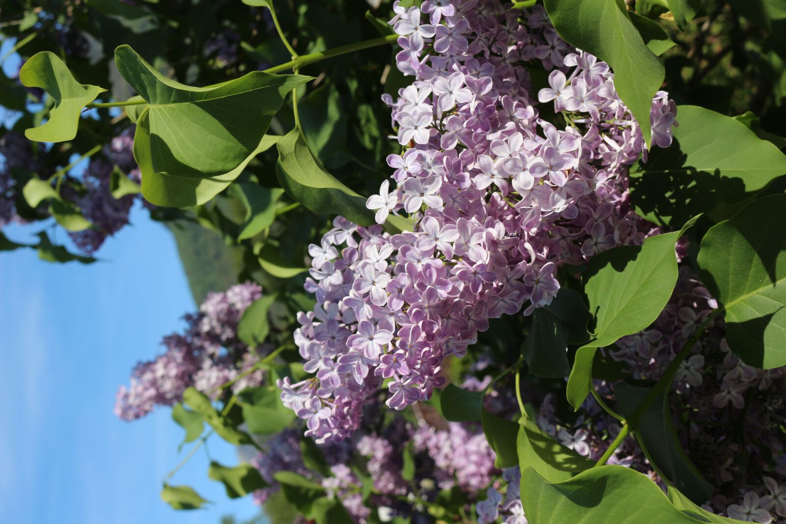 Canon EOS 700D (EOS Rebel T5i / EOS Kiss X7i) sample photo. Lilac, purple flower, violet photography