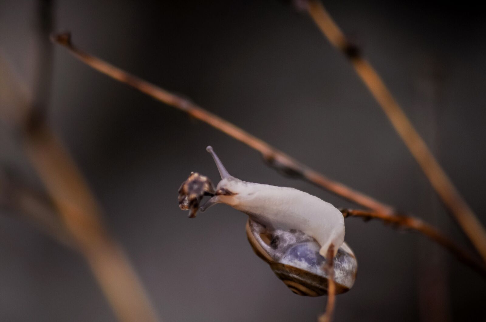Nikon D90 sample photo. Snail, animal, garden photography