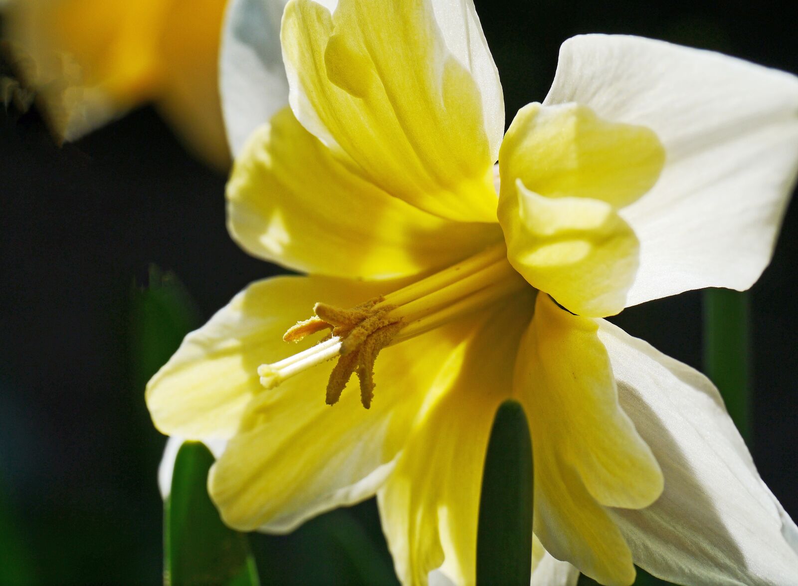 Panasonic Lumix DMC-G3 sample photo. Narcissus, daffodil, yellow photography