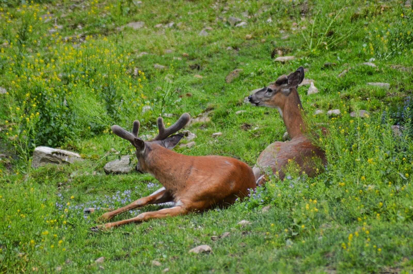 Nikon D3200 sample photo. Deer, white tail, nature photography