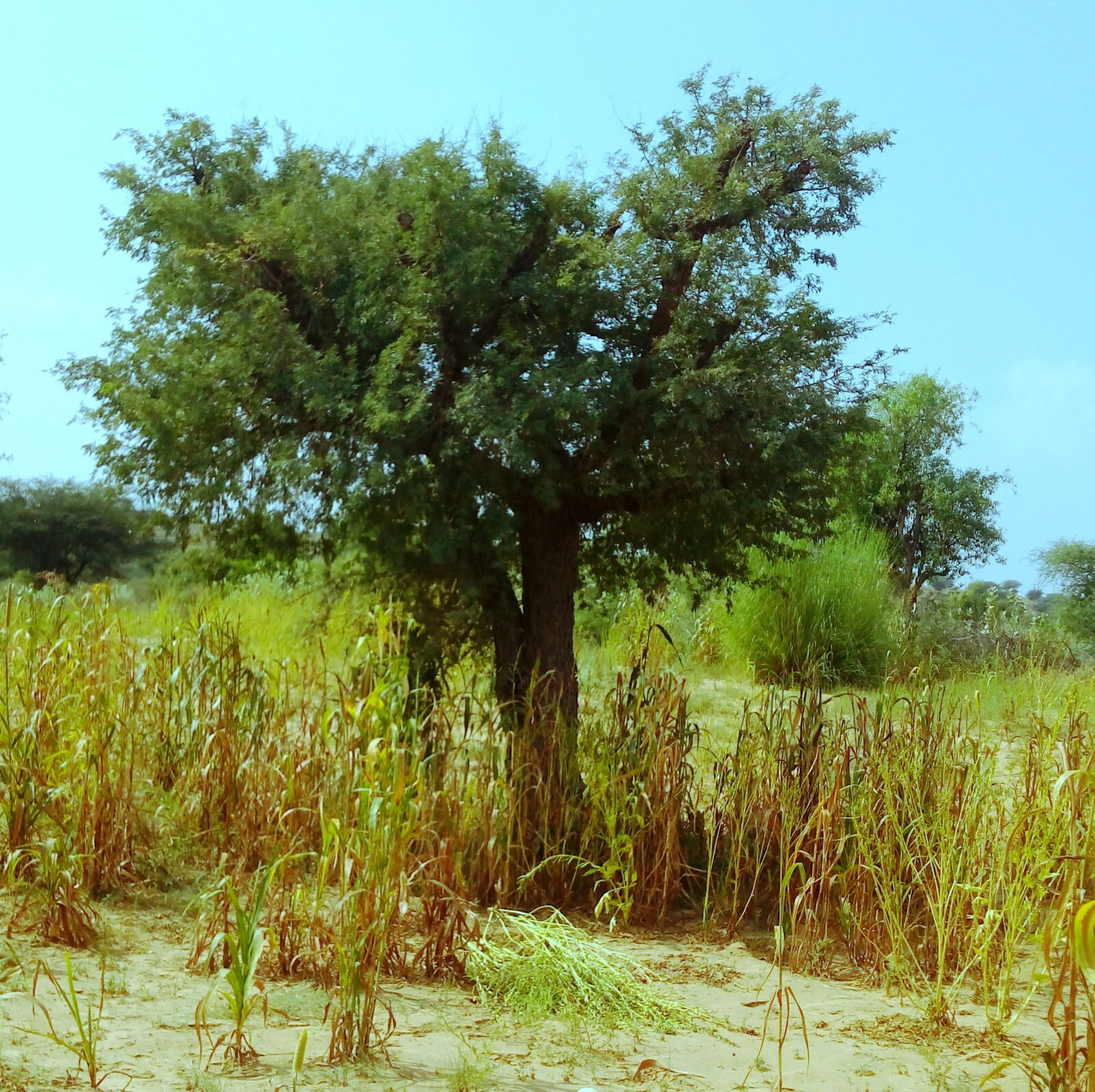 TECNO MOBILE LIMITED TECNO IN1 sample photo. Tree, tree png, nature photography
