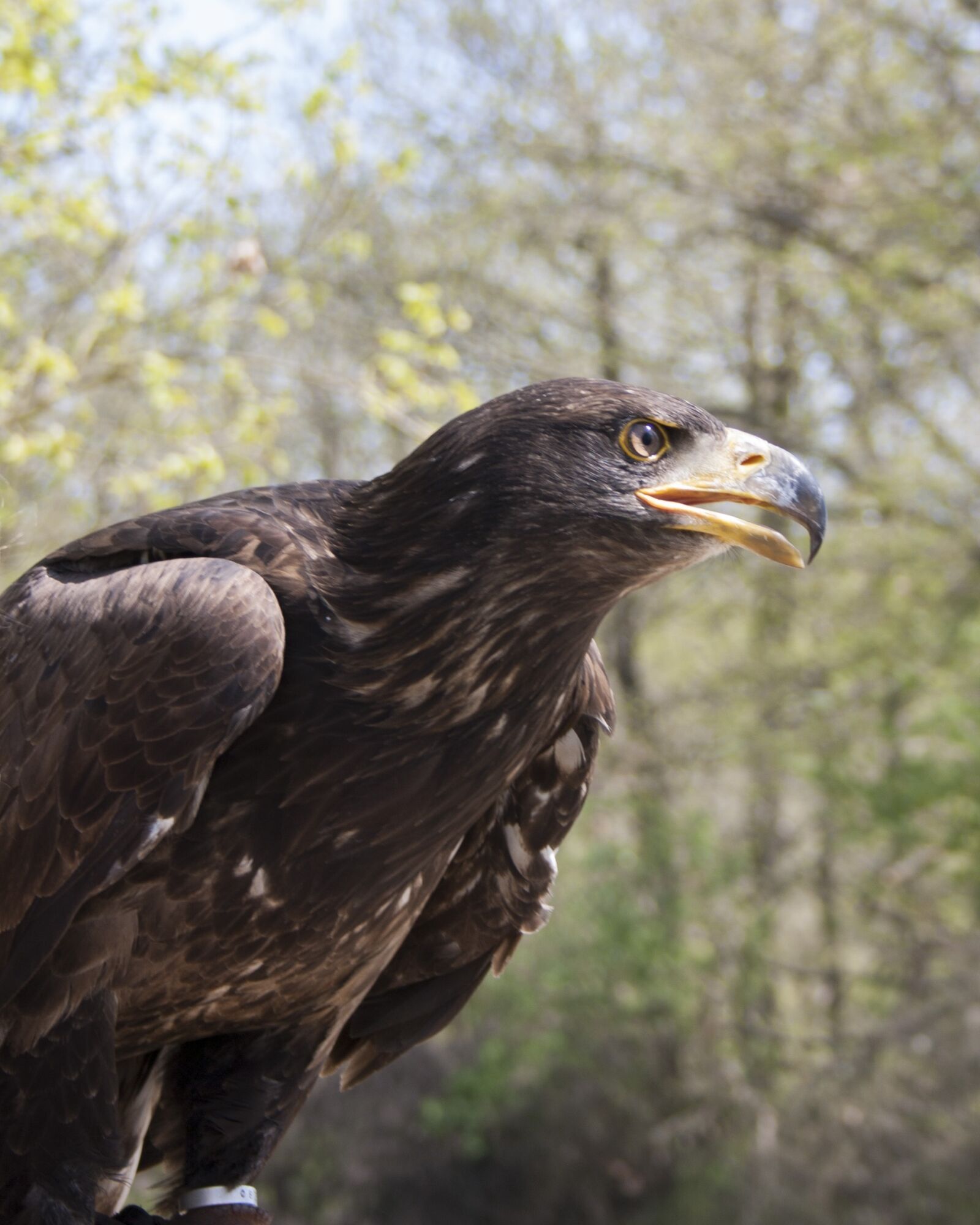 Canon EF-S 18-55mm F3.5-5.6 II sample photo. Birds of prey, valk photography