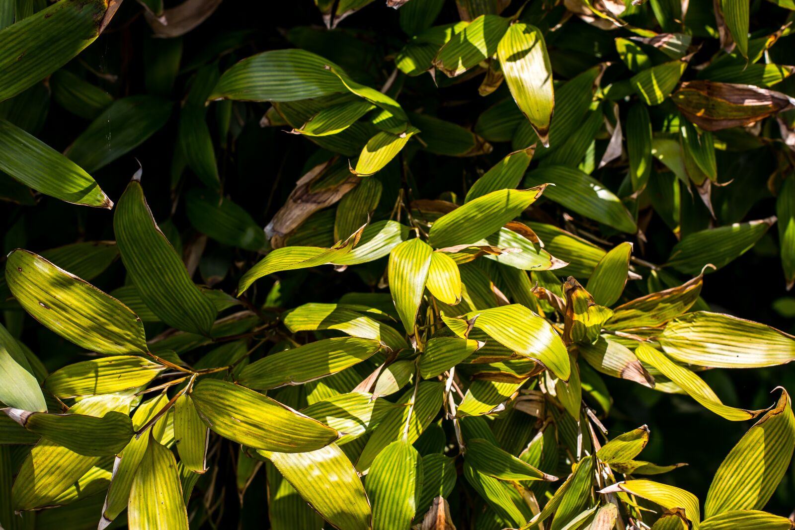 Canon EOS 70D + Canon EF 50mm F1.4 USM sample photo. Bush, green, nature photography