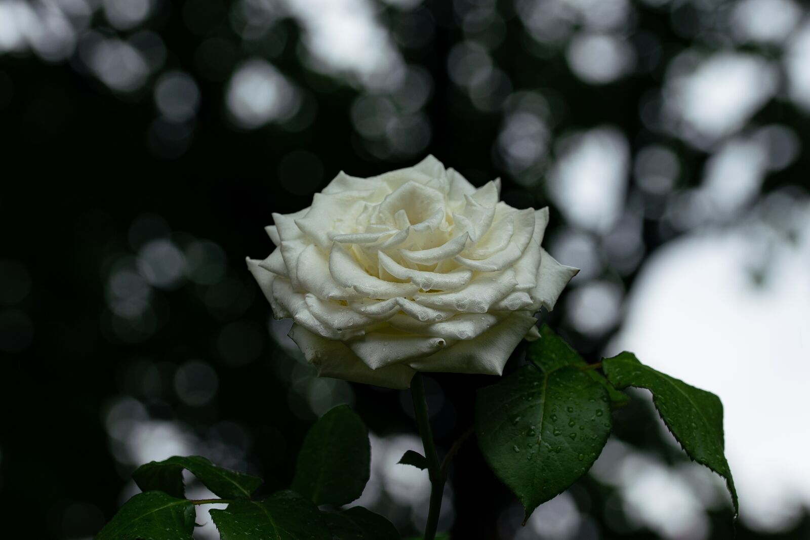 105mm F2.8 sample photo. White rose, flower, roses photography