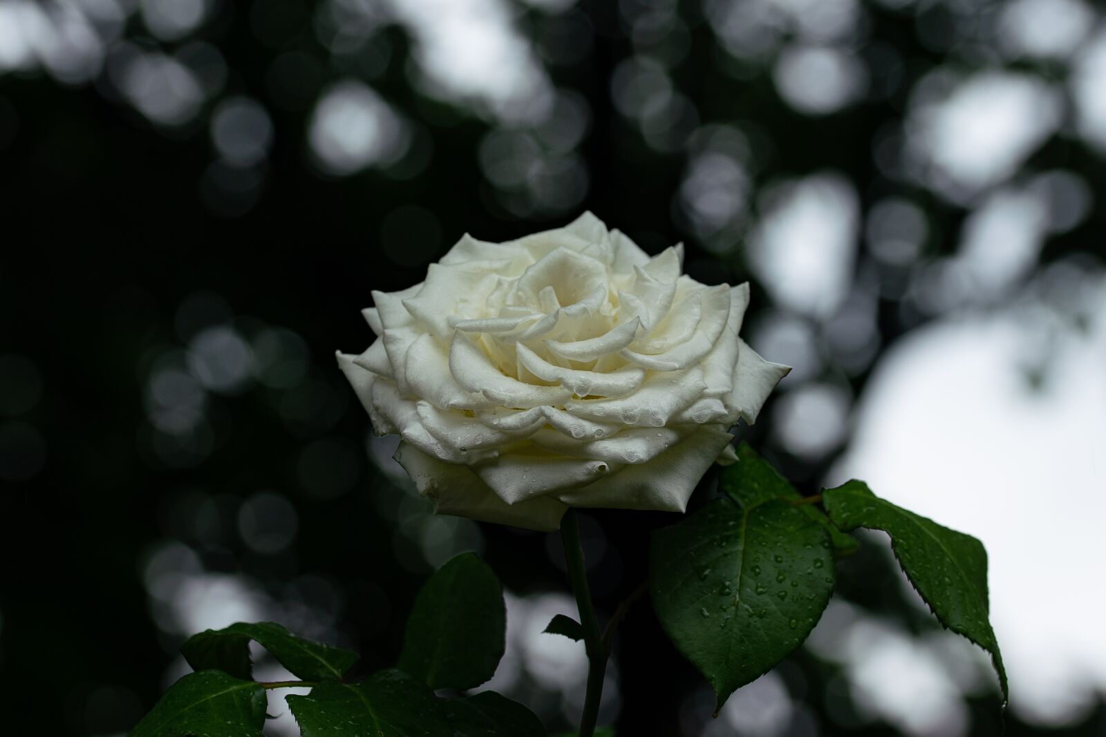 Sony a99 II + 105mm F2.8 sample photo. White rose, flower, roses photography