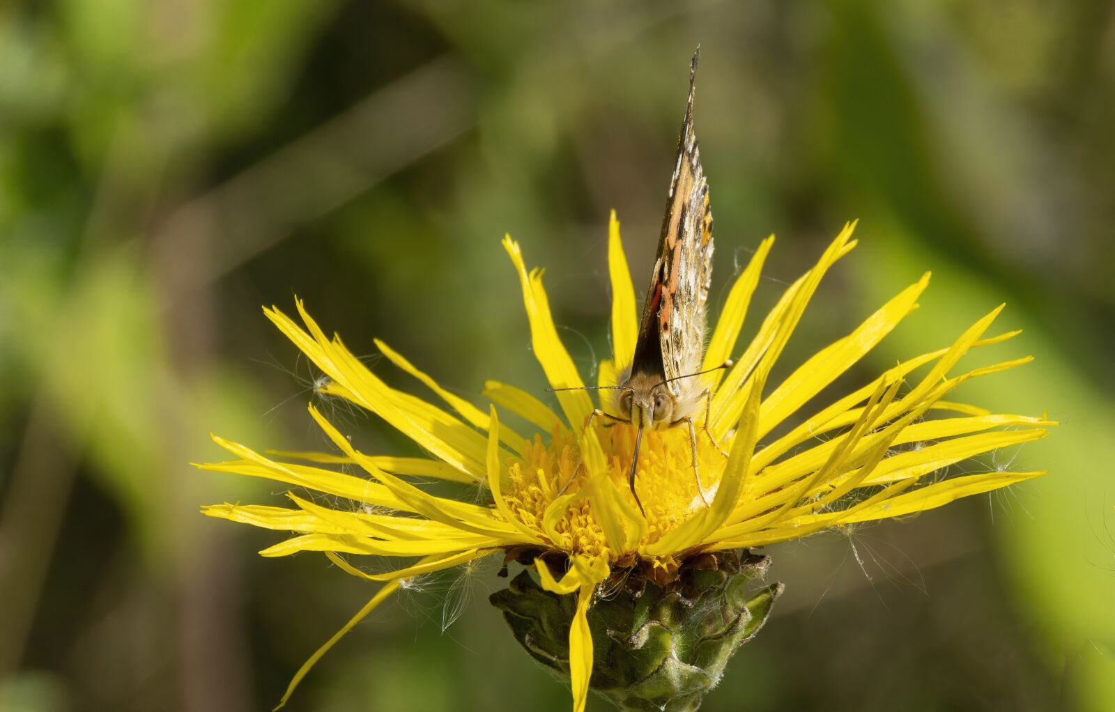 Nikon D7100 sample photo. Butterfly, flower, natural photography