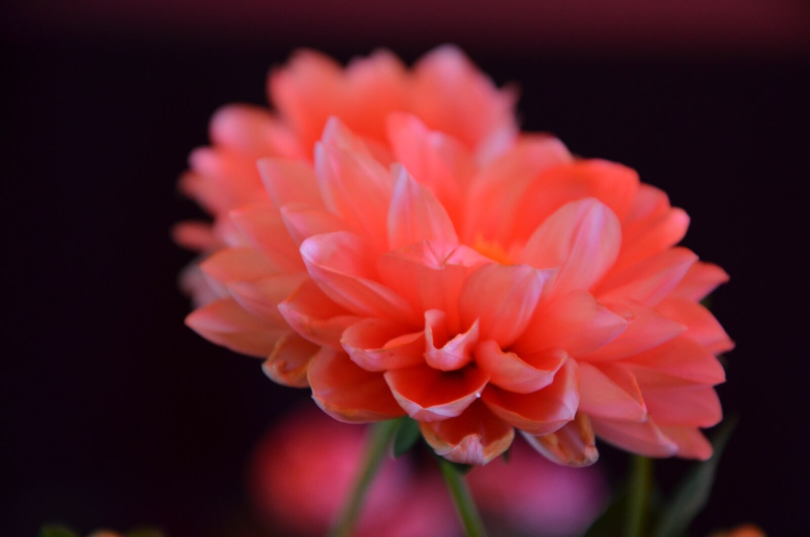 Nikon D5100 sample photo. Flowers, red, garden photography