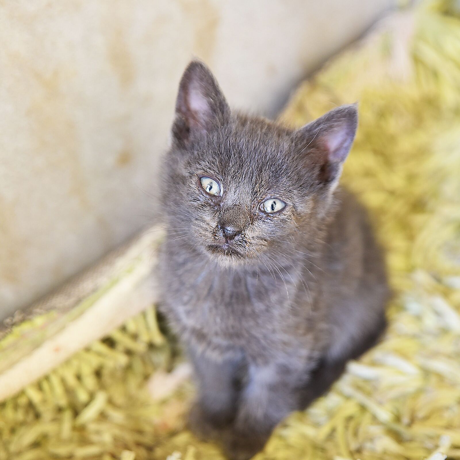 Nikon D750 sample photo. Mammal, cat, animal photography