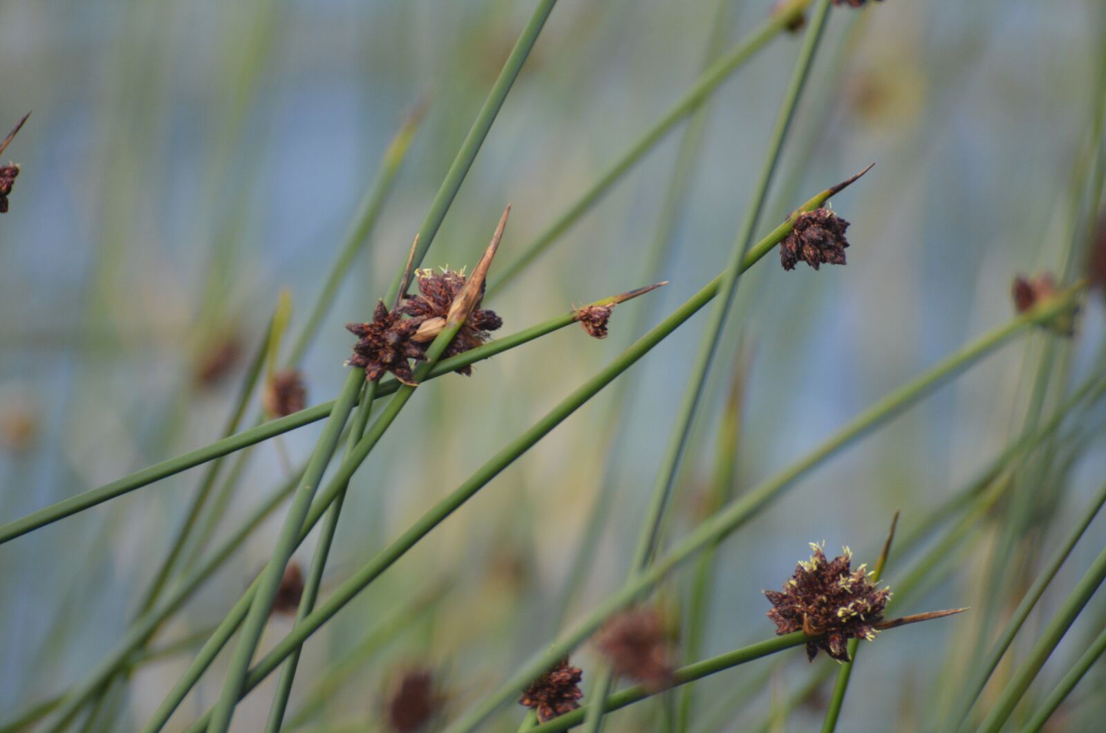 Nikon D7000 sample photo. Junco, lake, nature photography
