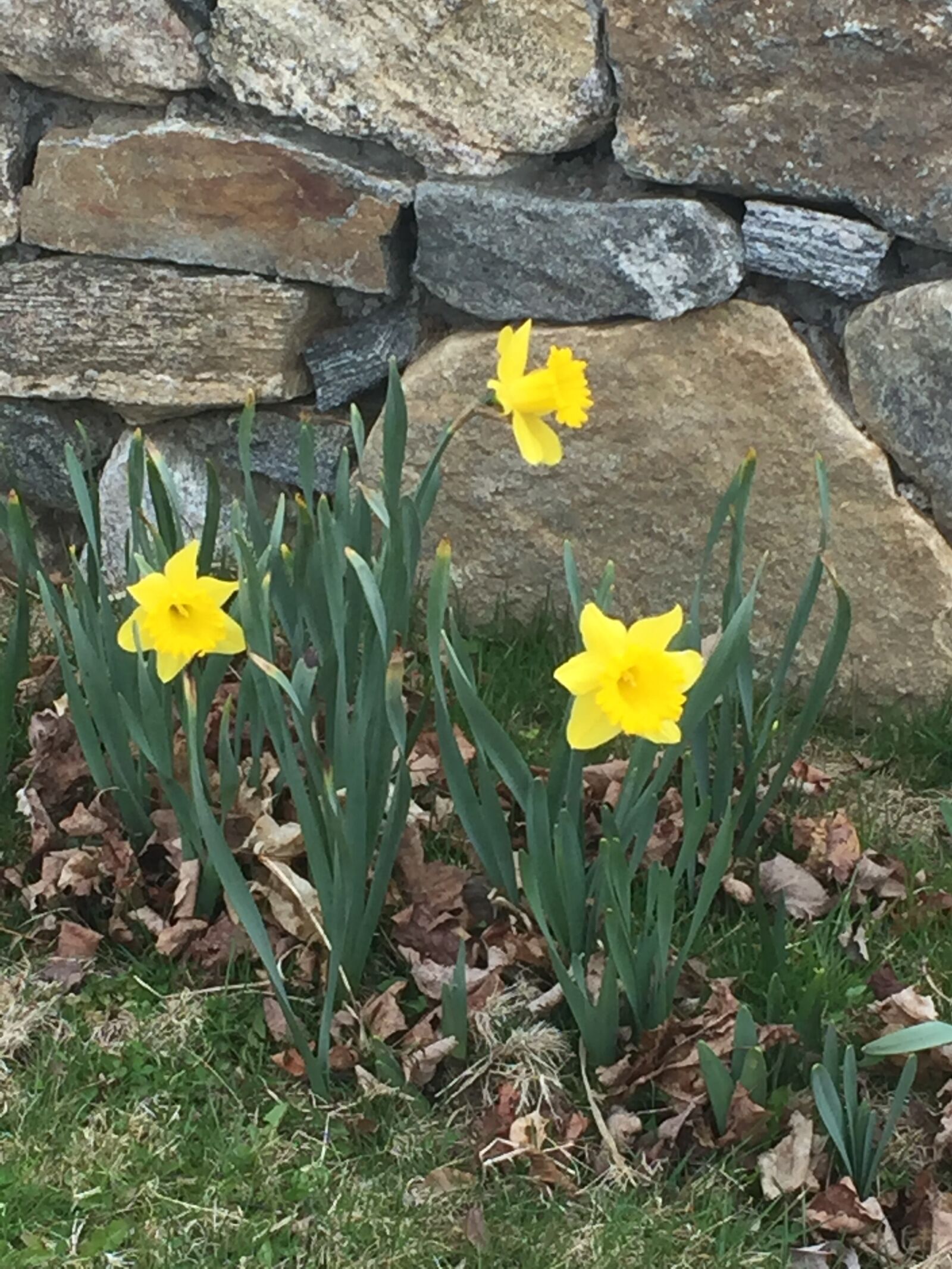 iPhone 6 back camera 4.15mm f/2.2 sample photo. Daffodils, flowers, spring photography