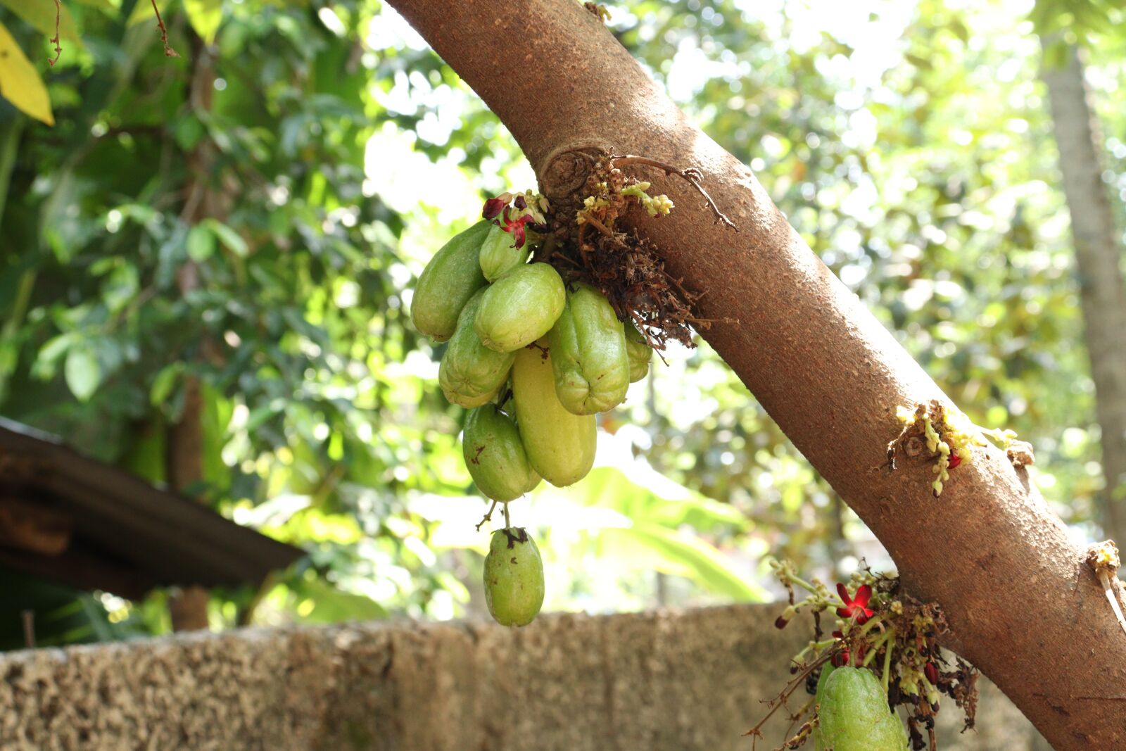 Canon EOS 250D (EOS Rebel SL3 / EOS Kiss X10 / EOS 200D II) sample photo. Kerala, bilimbi, tree photography
