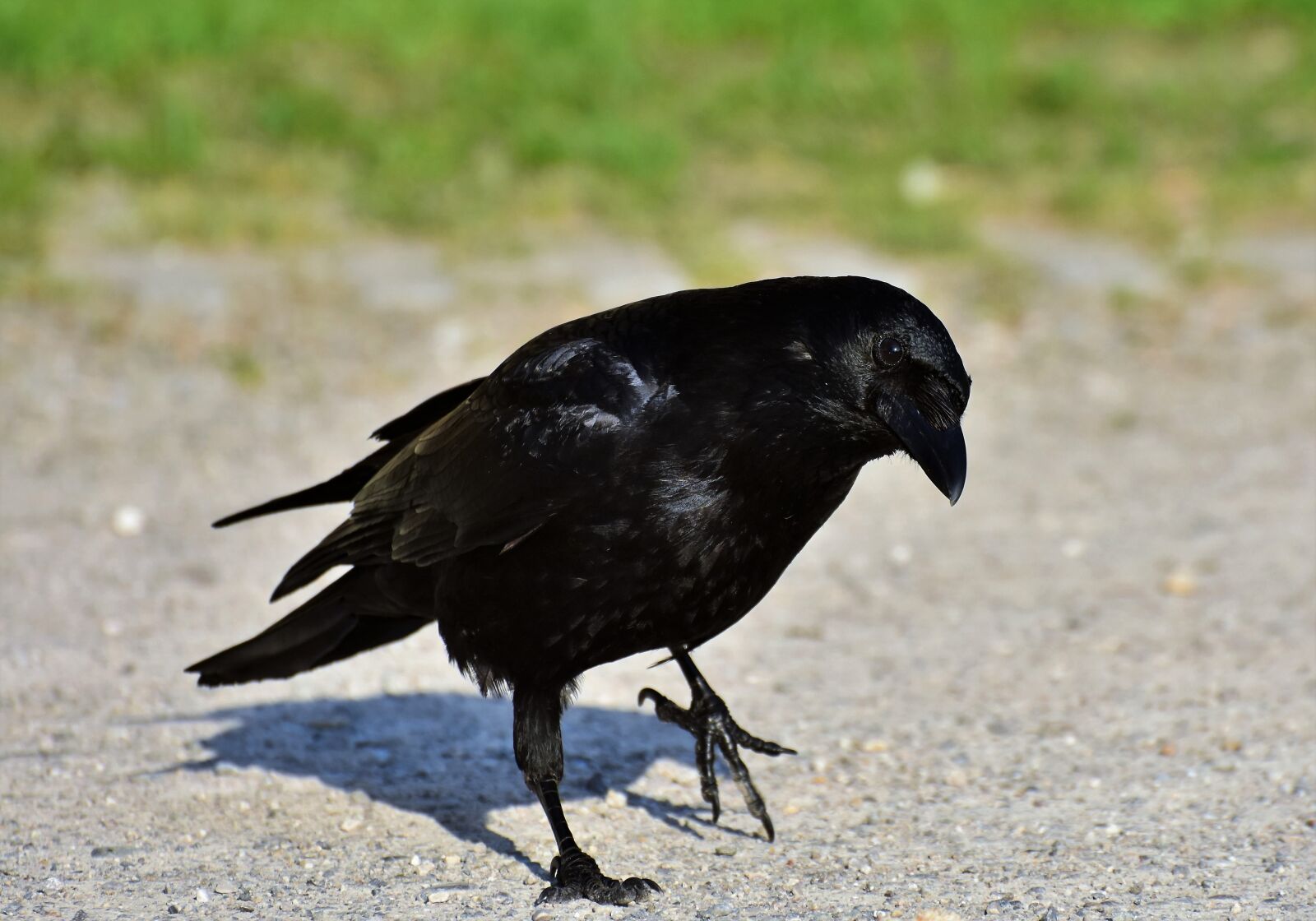 Nikon D7200 sample photo. Raven, crow, raven bird photography