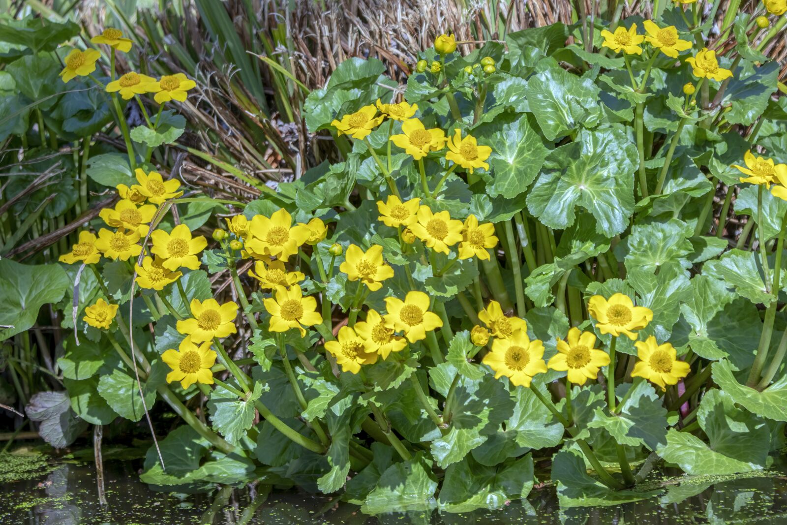 Sigma 100-400mm F5-6.3 DG OS HSM sample photo. Marsh-marigold, wildflower, yellow photography
