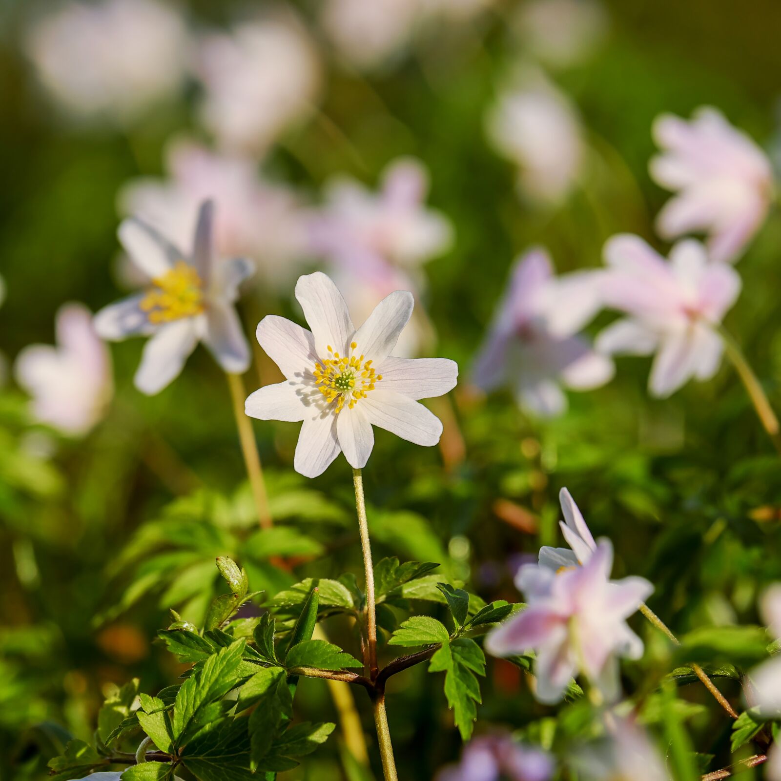 Fujifilm XF 55-200mm F3.5-4.8 R LM OIS sample photo. Wood anemone, anemone, hahnenfu photography
