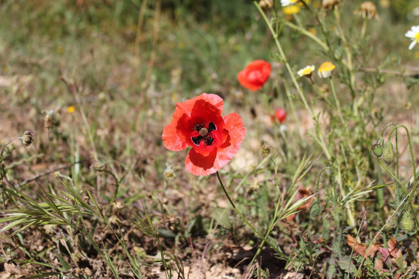 Canon EOS 550D (EOS Rebel T2i / EOS Kiss X4) sample photo. Poppy, red, wild photography