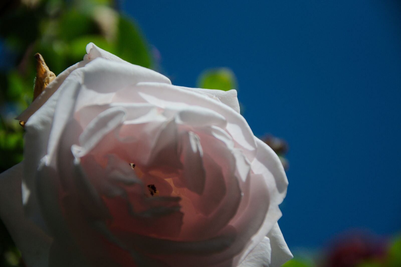 Nikon D90 sample photo. Rose, flower, summer photography