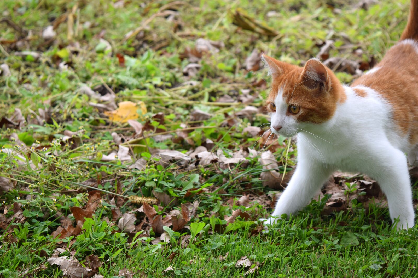 Nikon D5300 sample photo. Cat, kitten, feline photography