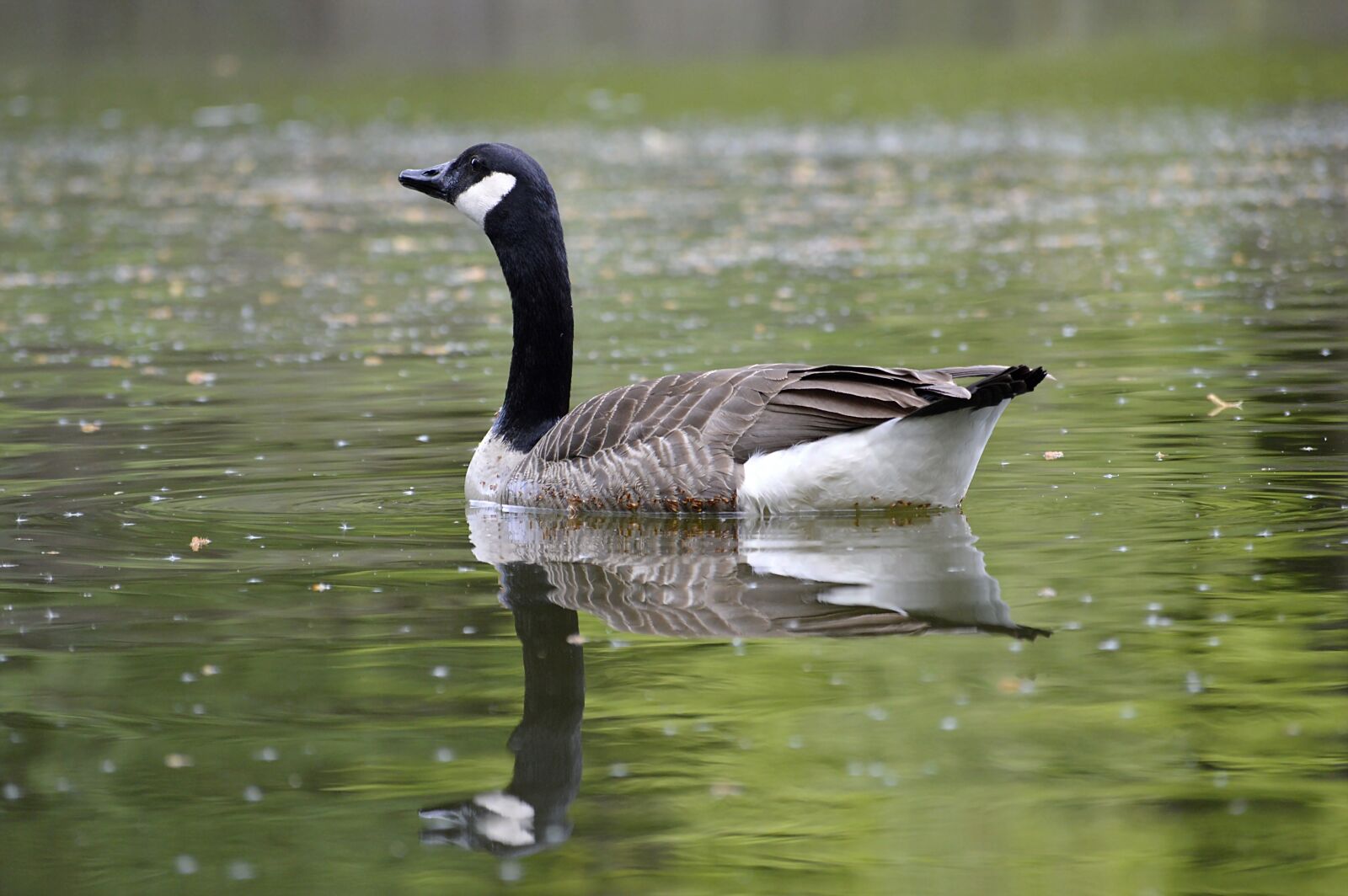 Nikon D3200 sample photo. Canada goose, water, mirroring photography