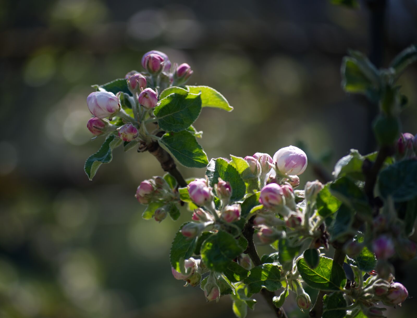 Nikon D5500 sample photo. Blossom, bloom, white photography