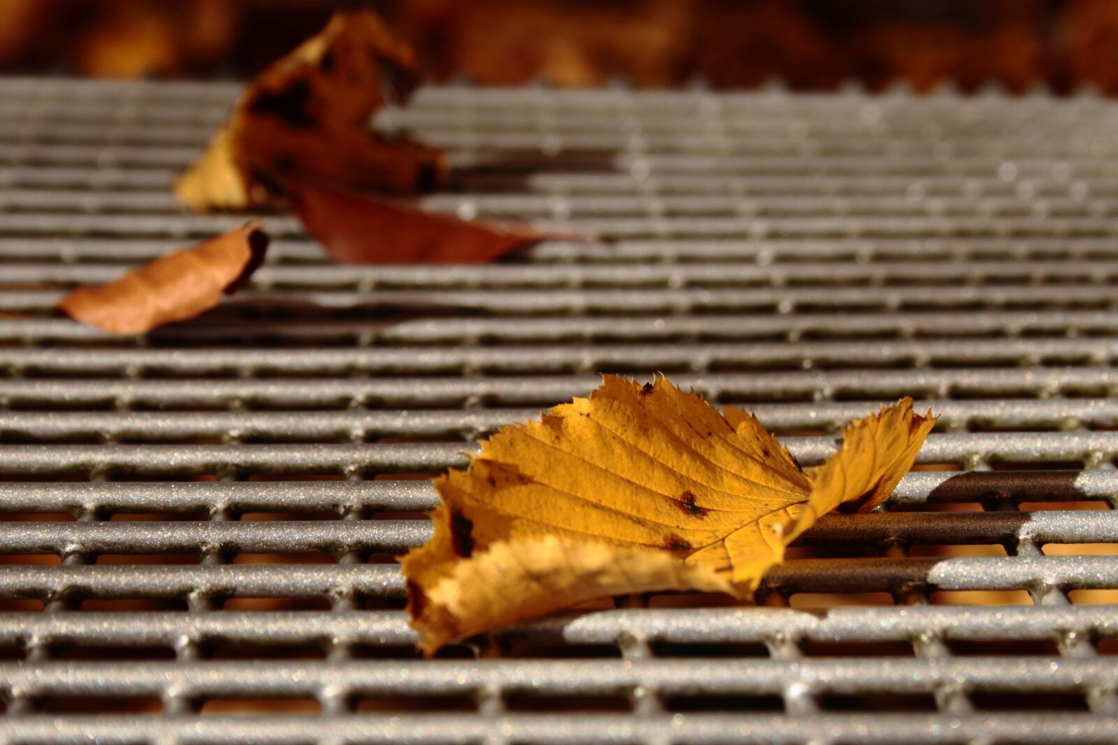 Canon EF-S 18-55mm F3.5-5.6 II sample photo. Leaf, autumn, fall foliage photography