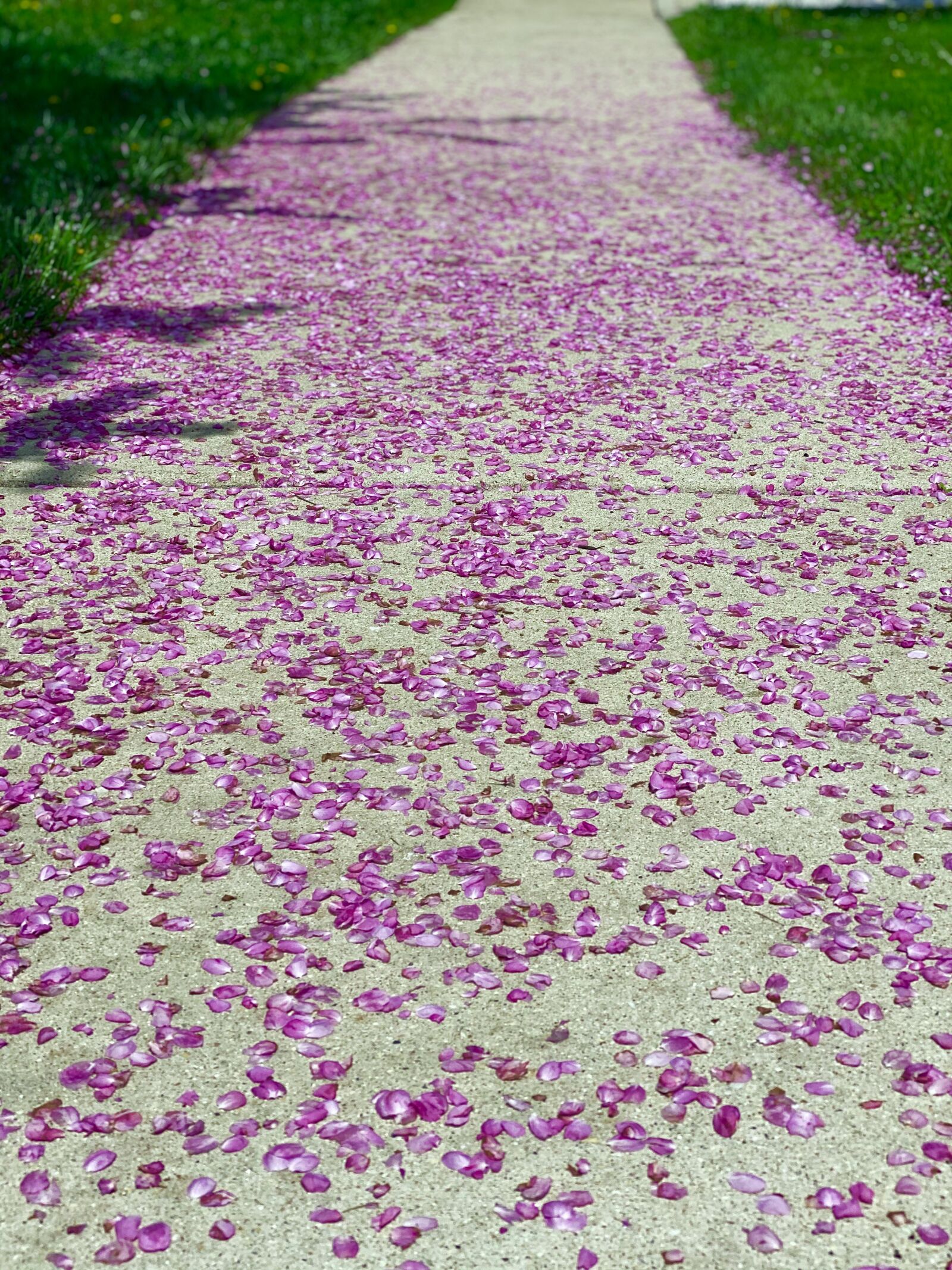 Apple iPhone 11 Pro sample photo. Purple, path, sidewalk photography