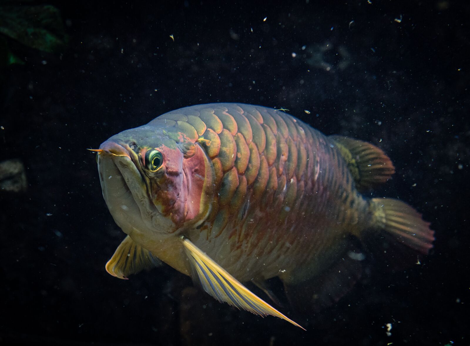 Nikon D810 sample photo. Fish, water, marine photography