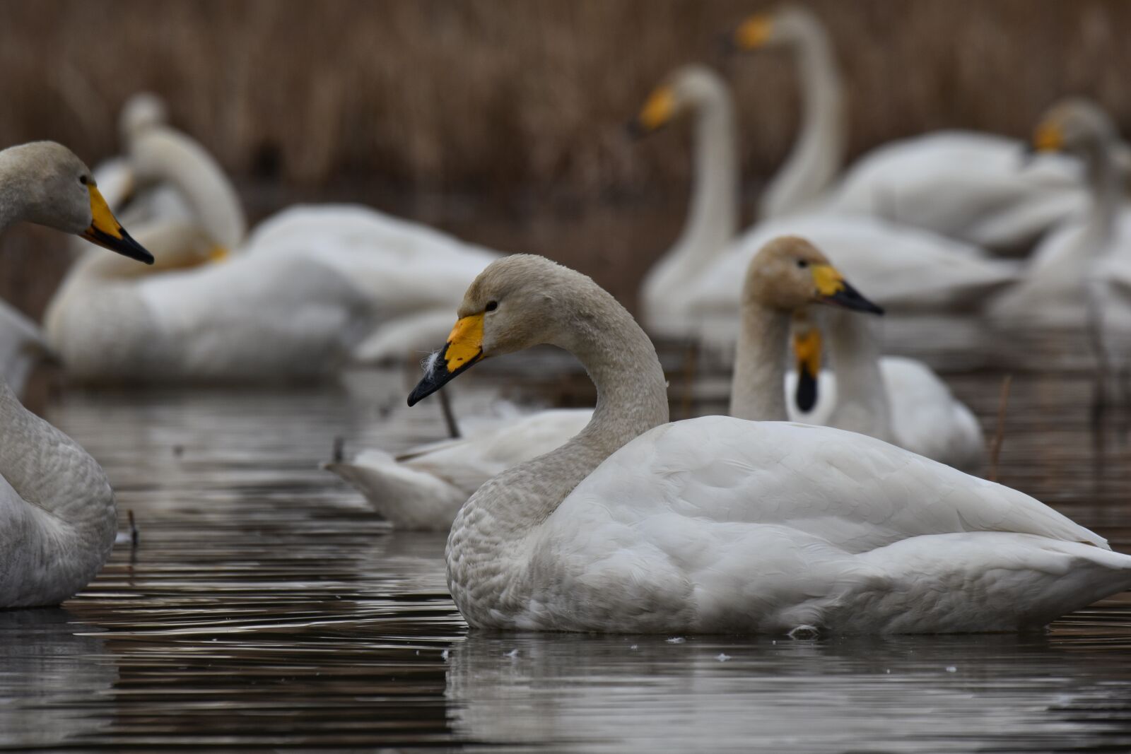 Nikon D7200 sample photo. Animal, lake, waterside photography