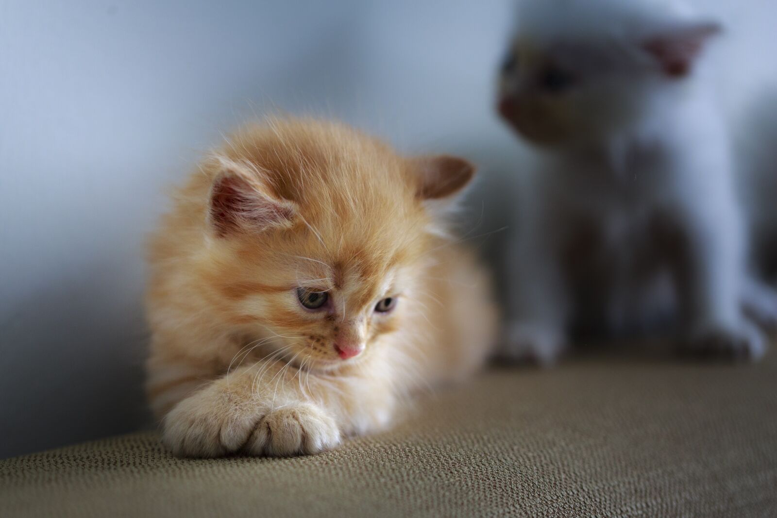Canon EF 100mm F2.8L Macro IS USM sample photo. Cat, page, hairy blonde photography