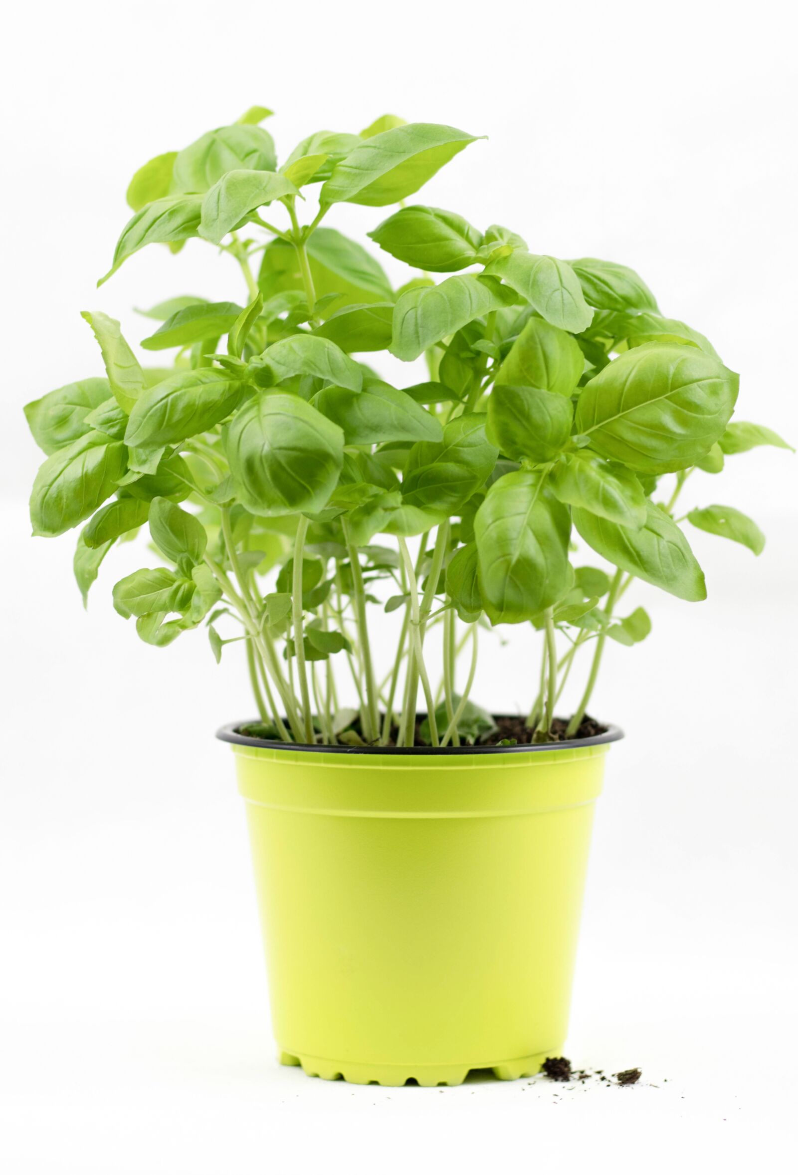 Canon EOS 80D sample photo. Basil, basil bush, basil photography