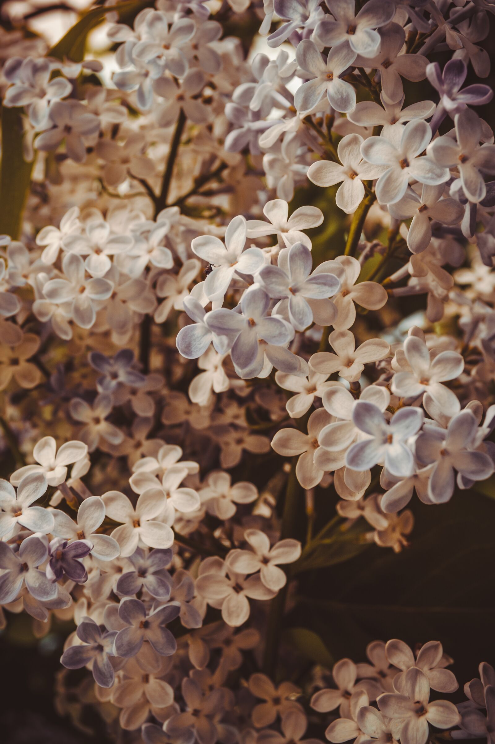 Nikon D3200 sample photo. Flowers, flowering shrub, garden photography