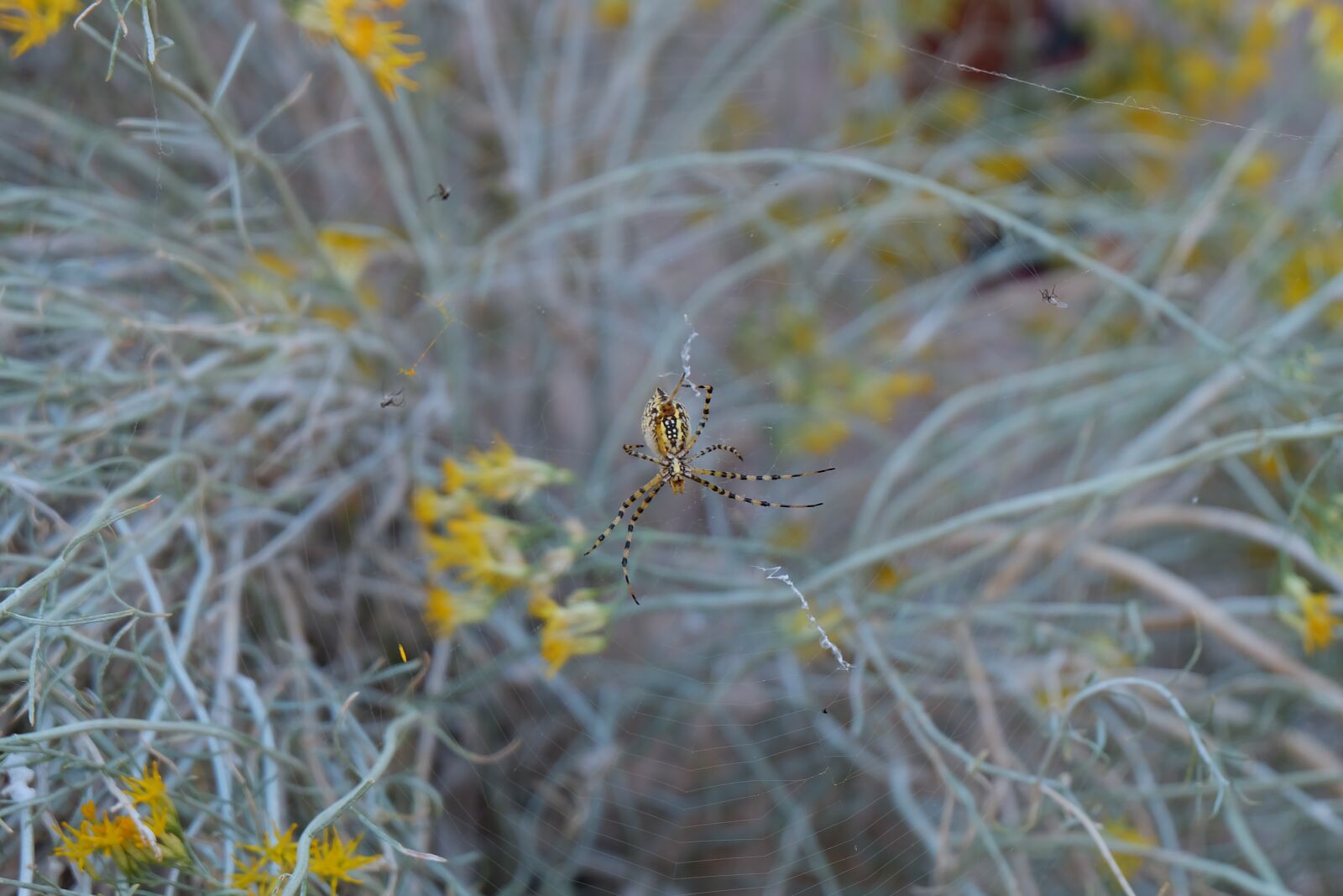Fujifilm X-A1 sample photo. Spider, bush, insect photography