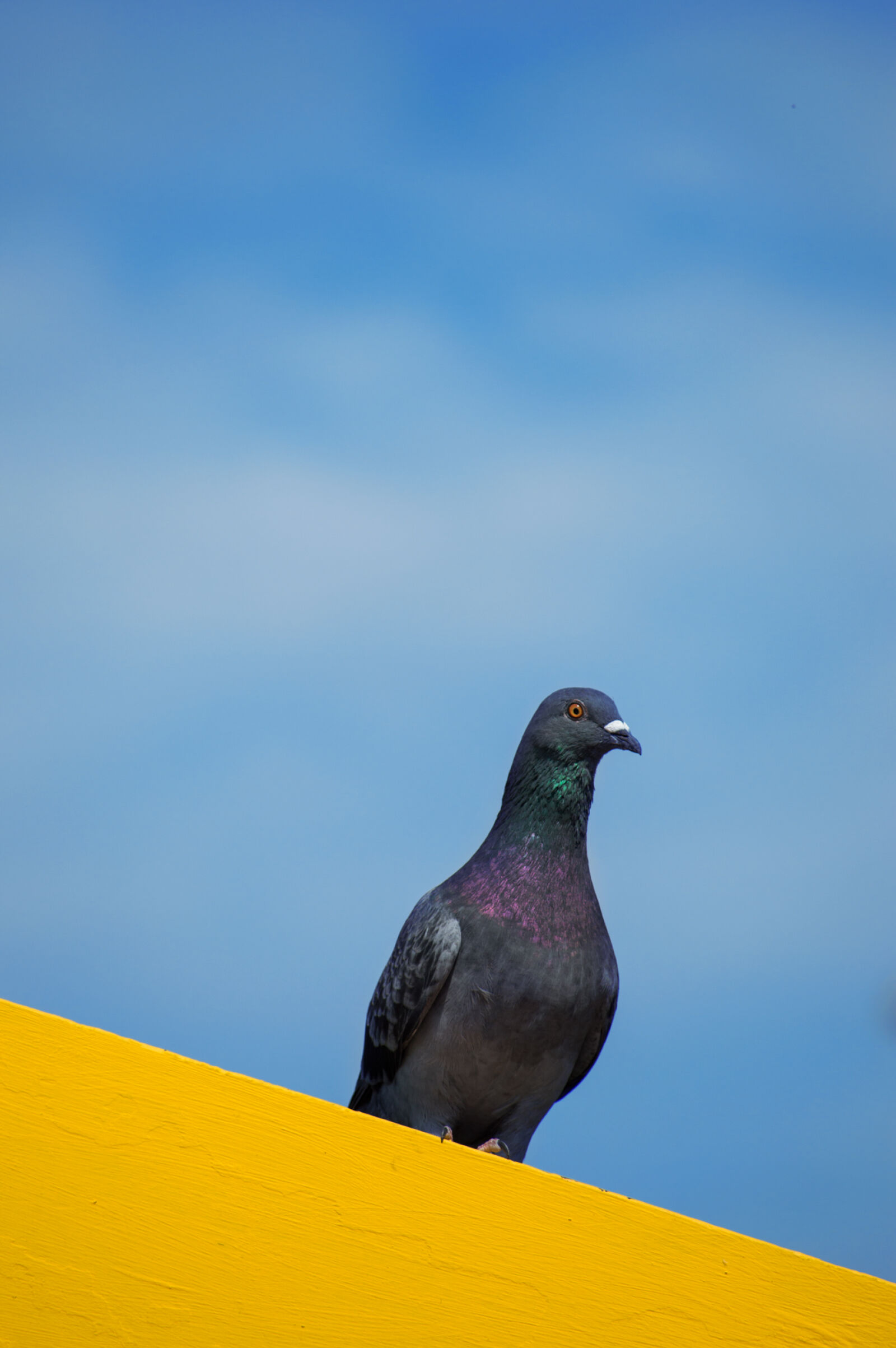 Nikon D3200 sample photo. Bird, pigeon photography