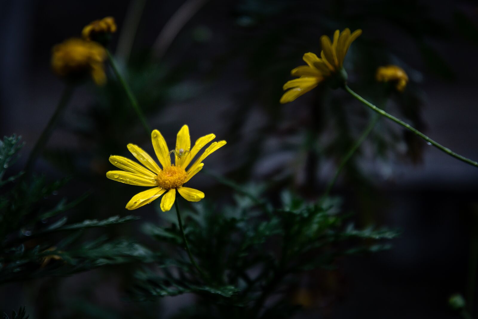 Nikon D500 sample photo. Flower, yellow, nature photography