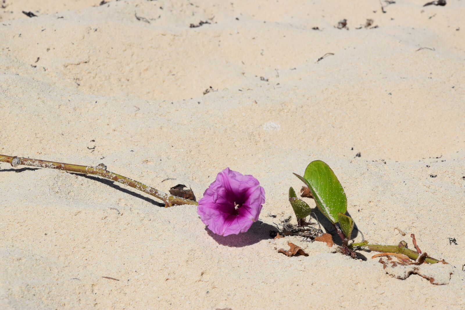 Nikon D3300 sample photo. Sand, nature, background photography
