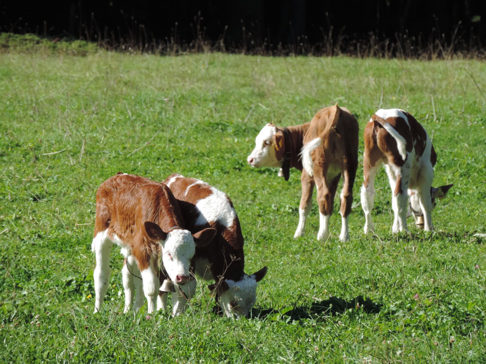 Nikon Coolpix P520 sample photo. Cow, calf, meadow photography